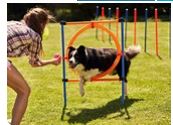 Dog Training Courses in USA dog traning in usa photo