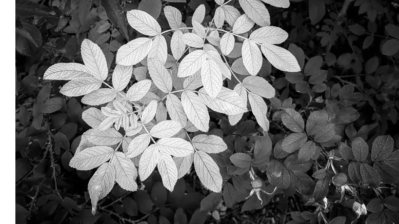 Easy Gardening Tips in USA usa gardening1