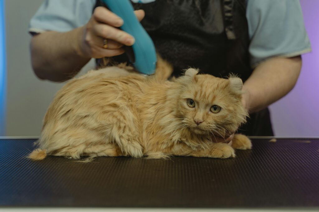 Professional groomer uses clippers to trim a ginger cat