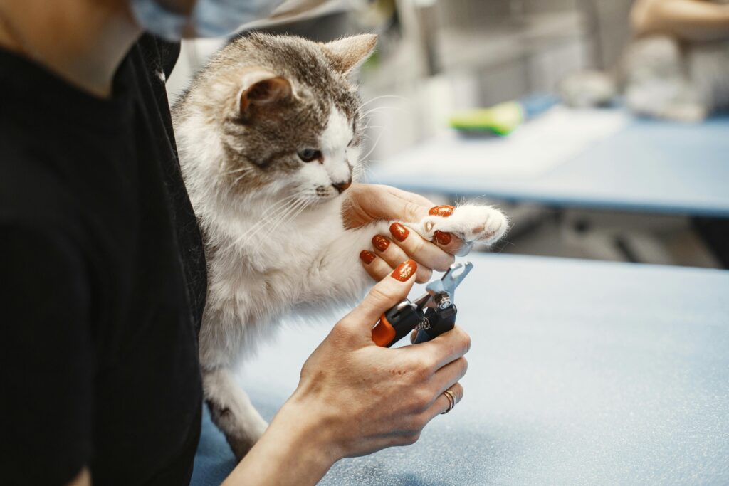 Close-up of a woman trimming a cat
